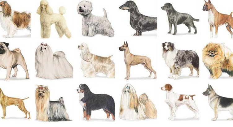 The Most Popular Dog Breeds 123 752x411 